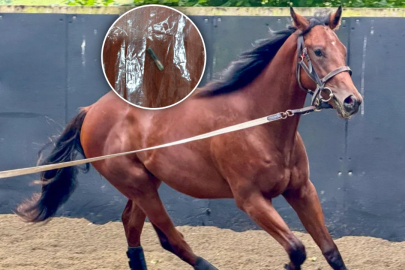 Aşevinde kavurma yapılan şampiyon atın sahibi sessizliğini bozdu!