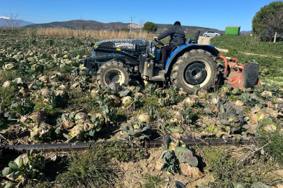 Pazarda pahalı, tarlada sahipsiz: Yenişehir’de lahana çürüyor