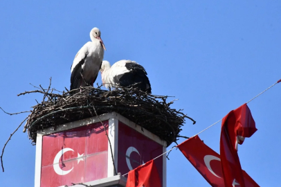 Yuva yapacak alan bulamayan leylekler yeniden İznik'te buluştular