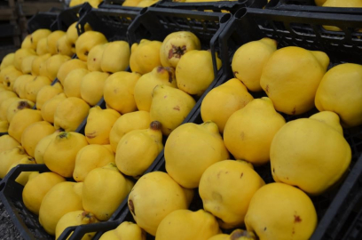 Bursa’da ayvanın kilosu 300 TL’ye dayandı