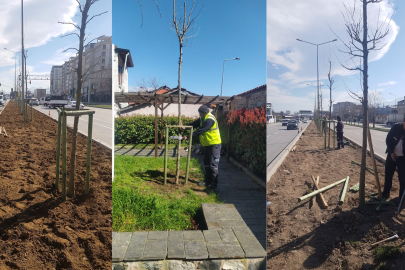 Bursa’nın fethine yeşil dokunuş: 700 çınar toprakla buluşuyor