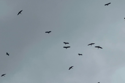"Bolluk" müjdecisi leylek sürüsü Bursa semalarında görüldü