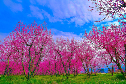 İznik Ovası'ndaki şeftali bahçelerinde bahar şöleni