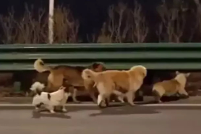 Dünya onları konuşuyor: Çin'de çalınan 7 köpek 17 kilometre kaçıp evlerine döndü