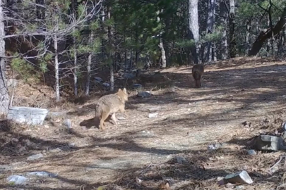 Altın Çakallar Uludağ’da fotokapana yakalandı