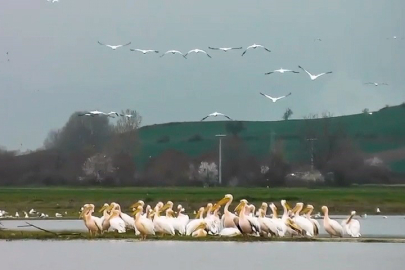 Göç yolundaki pelikanlar Bursa'da mola verdi