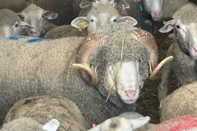 Rekor fiyata satılan koçun yavruları için şimdiden sıraya girdiler