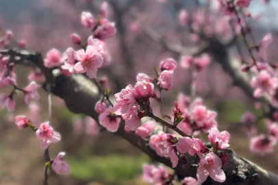 Bursa’da küller arasından doğan bahar