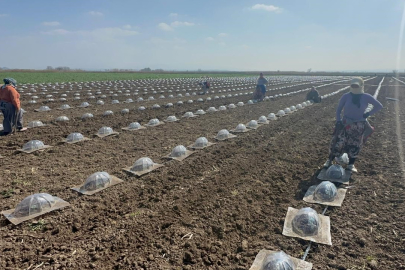 Karacabey Ovası'nda turfanda karpuz ekimi başladı