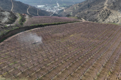 Bursa'da siyahların ardında açan pembe şeftali çiçekleri
