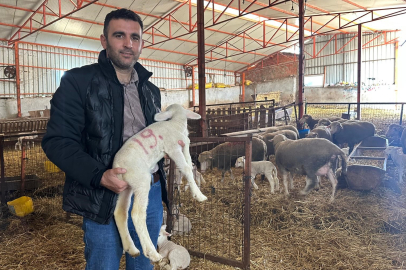 57 yıldır safkan damızlık Karacabey merinosu yetiştiriyorlar