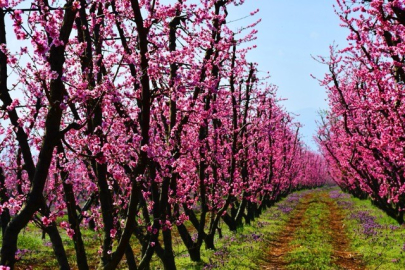 İznik’te bahar: Meyve ağaçları çiçek açtı