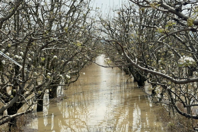 Bursa’da sağanak etkisi: Meyve bahçeleri sular altında