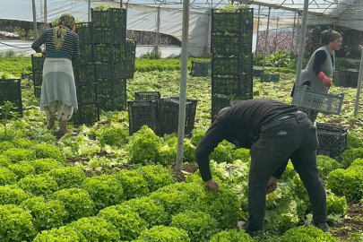 Bursa’da marulda rekor fiyat artışı