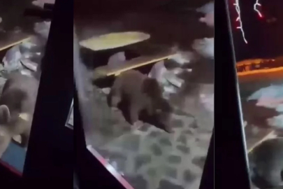 Uludağ'da aç kalan ayı ailesi kameraya yansıdı