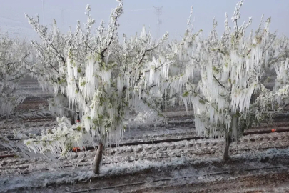 Bursa'da çiftçilere kritik uyarı: Bazı ilçelerde hafif don riski!