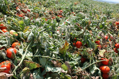Karacabey'de salçalık domates ekiminde "serbest"in fazla olması bekleniyor