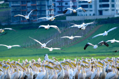 Göç yolundaki pelikanlar Bursa'da mola verdi