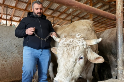 Bursa'da kurbanlık hayvan satışı başladı: Tonluk 'Paşa' 500 bin lira