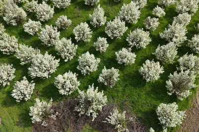 İnegöl’de bahar kartpostalı: Meyve bahçeleri çiçek açtı