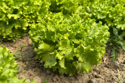 Bursa'da marul fiyatları uçtu: Ekim yapmayan çiftçiler pişman oldu