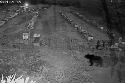 Bursa'da arı kovanlarına ayı saldırısı