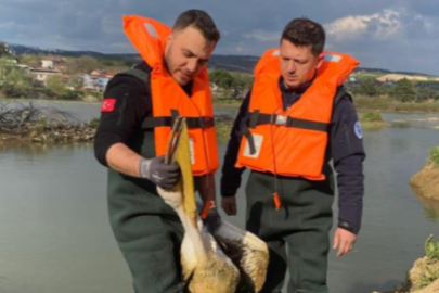 Bursa'da barajda mahsur kalan pelikan böyle kurtarıldı