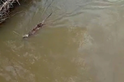 Bursa'da derede su samuru görüntülendi