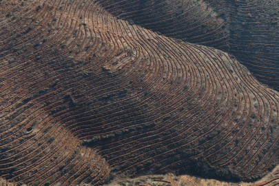 Bursa Harmancık yangınında küle dönen alanlar yeniden yeşeriyor