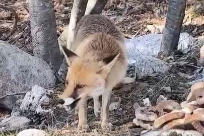 Bursa'da aç kalan tilki piknik alanına indi