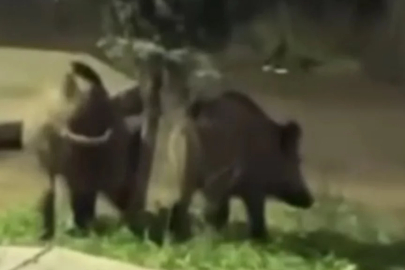 Bursa'da aç kalan domuzlar piknik alanlarına indi