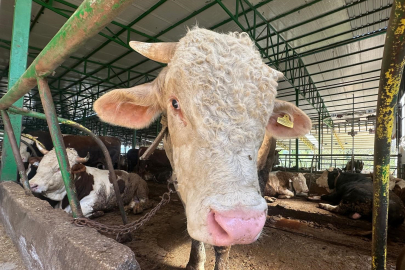 Bursa'da kurban hareketliliği: Tonluk boğayı 400 bin liraya sattı