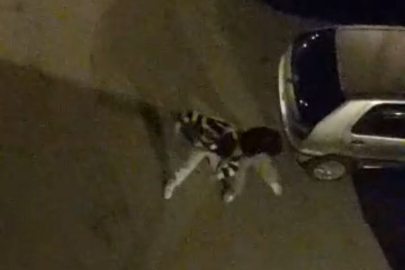 Bursa’da sokak ortasında boks gibi kavga