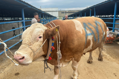 Bursa'da kurbanlık şampiyonu görücüye çıktı: Tam 1,2 ton