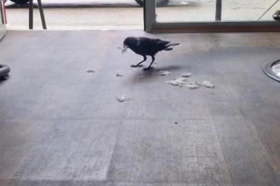 Bursa'da kuaför çırağı karga ilgi odağı oldu
