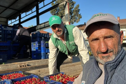 İznik'te mevsimin ilk karabodur kirazı hasadı başladı