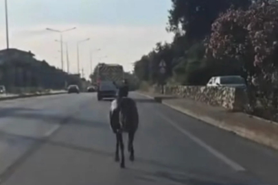 Bursa'da ana yola çıkan at trafiği tehlikeye düşürdü