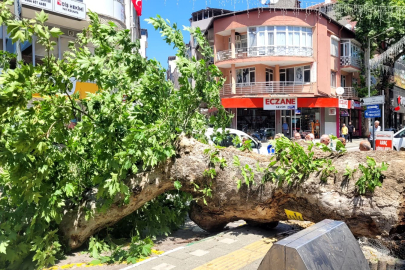 Bursa'da asırlık ağaç yola devrildi, facianın eşiğinden dönüldü