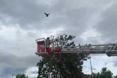 Mudanya'da ağaca takılan kargayı kurtarmaya giden itfaiyeyi kargalar kuşattı