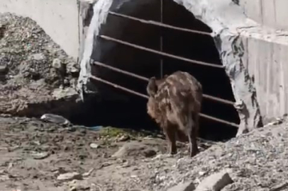 Mudanya'da aç kalan domuzlar sahile indi