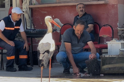 Bursa'da gülümseten balıkçı leylek dostluğu: "Bizi bulamayınca masa ve sandalyeler arasında arıyor"