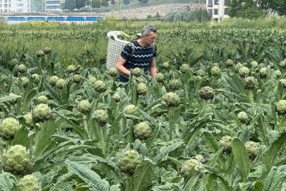 Bursa'nın tescilli enginarı, konut ve sanayi kıskacında