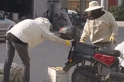 Kraliçe arı motosiklete kondu, binlerce arı peşinden geldi