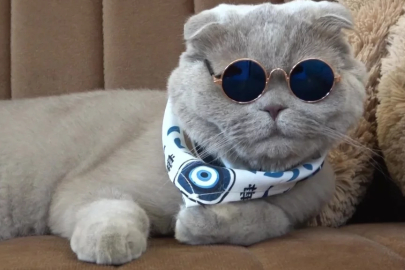 Bursa'da veterinerlerin "yaşamaz" dediği kedi fedakarlıkla hayata tutundu