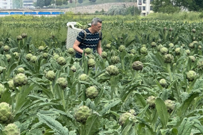 Enginarın yeni başkenti Bursa oluyor
