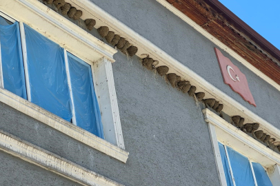 Bursa'da aynı sokağa her yıl dönen yüzlerce kırlangıç geliyor