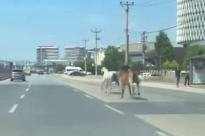 Bursa'da başıboş atlar trafiği birbirine kattı