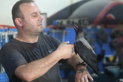 Bursa'da karga ile tamircinin sıra dışı dostluğu: Tamirhanede birlikte çalışıyorlar