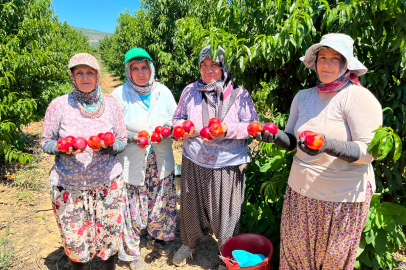 İznikli üreticiden fiyat isyanı: Tarlada 15 lira, markette 100 lira