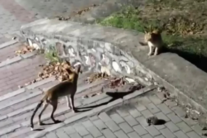 Bursa'da parkta sıra dışı buluşma: Tilki, kedi ve kirpi aynı karede